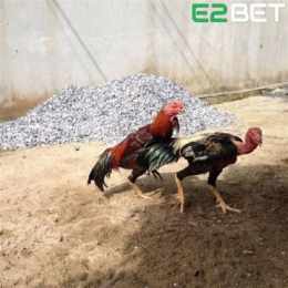 xem đá gà tre thomo