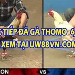xem đá gà trực tiếp bữa nay