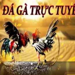 xem đá gà trực tuyến c3