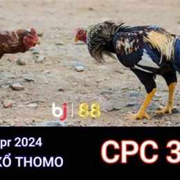 xem gà đá trực tiếp campuchia