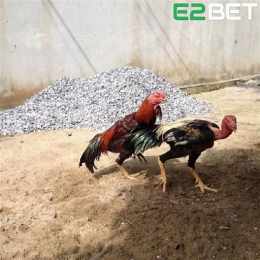 xem ga tre da