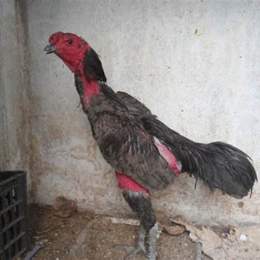 xem gà xám thần đá