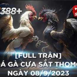 xem lại đá gà thomo ngày hôm nay