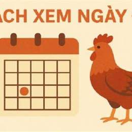xem lịch gà đá ngày hôm nay