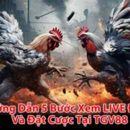 xem live đá gà