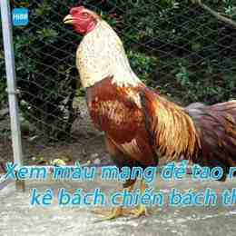 xem mạng đá gà