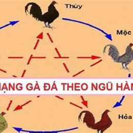 xem mau ga da hom nay
