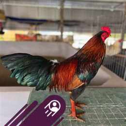 xem trại gà đá