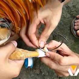 xem tướng gà đá hay