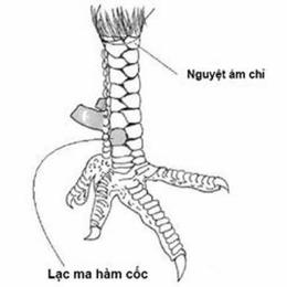 xem vay ga da hay