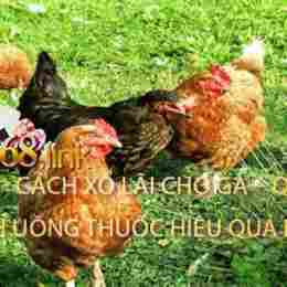 xo lai cho ga da